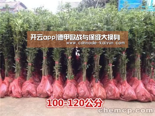 开云app|德甲欧战与保级大换身(图2) 开元